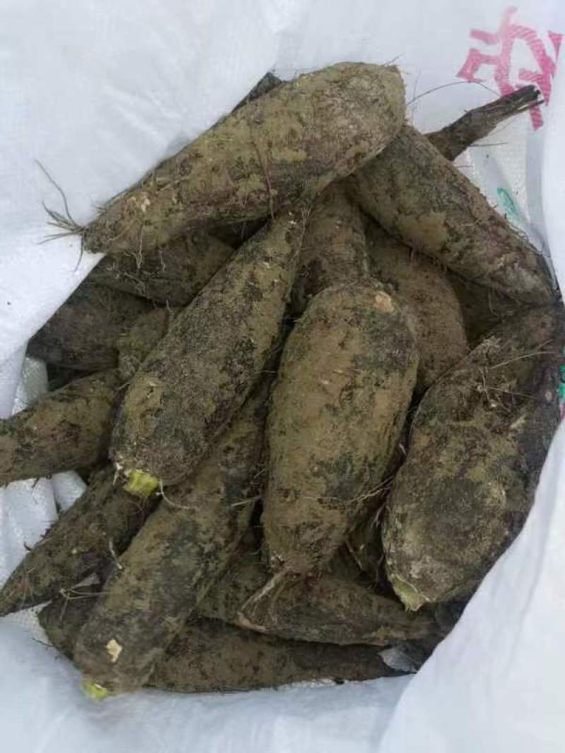 入地老鼠丶紫茉莉根丶清热散结丶煲瘦肉汤丶味道好