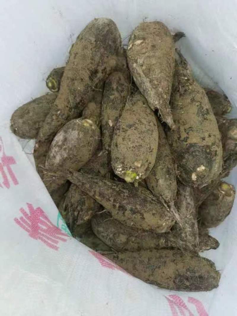 入地老鼠丶紫茉莉根丶清热散结丶煲瘦肉汤丶味道好