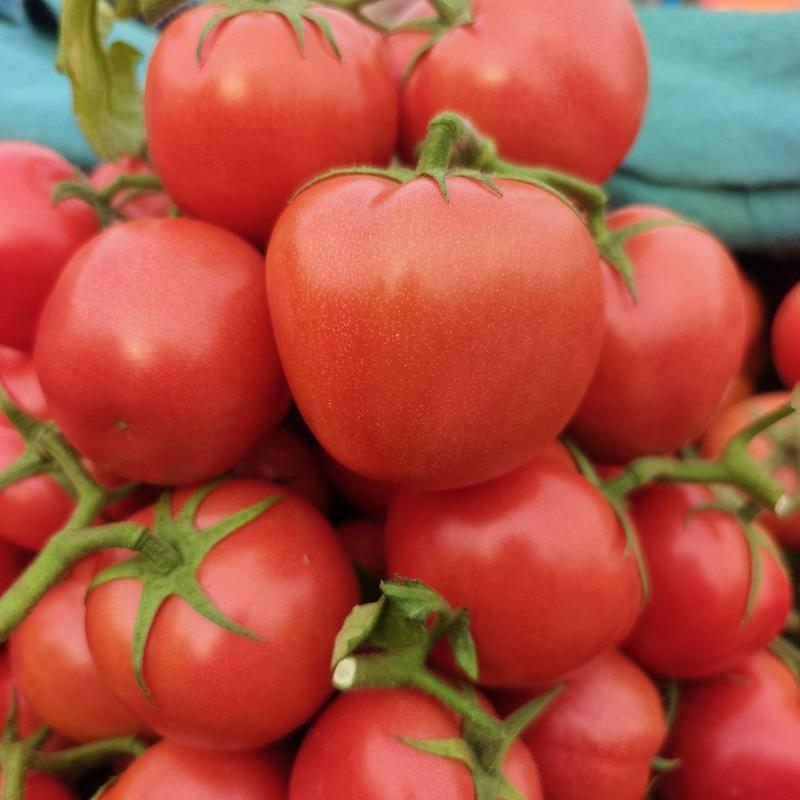 费县优质硬粉西红柿大量上市