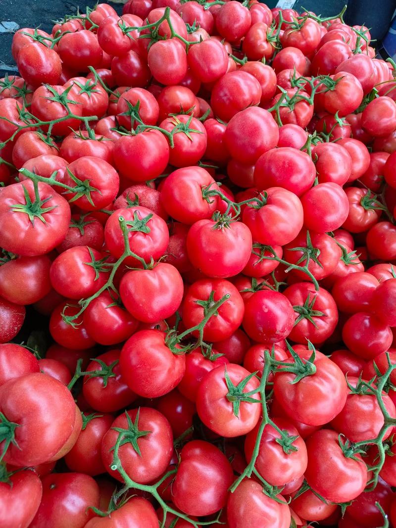费县优质硬粉西红柿大量上市