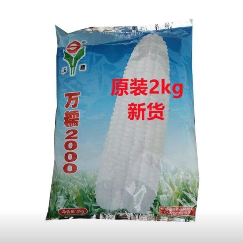 华穗万糯2000万糯2013穗子口味佳糯苞米粘糯玉米种子