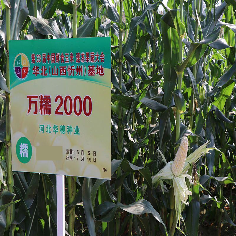 华穗万糯2000万糯2013穗子口味佳糯苞米粘糯玉米种子