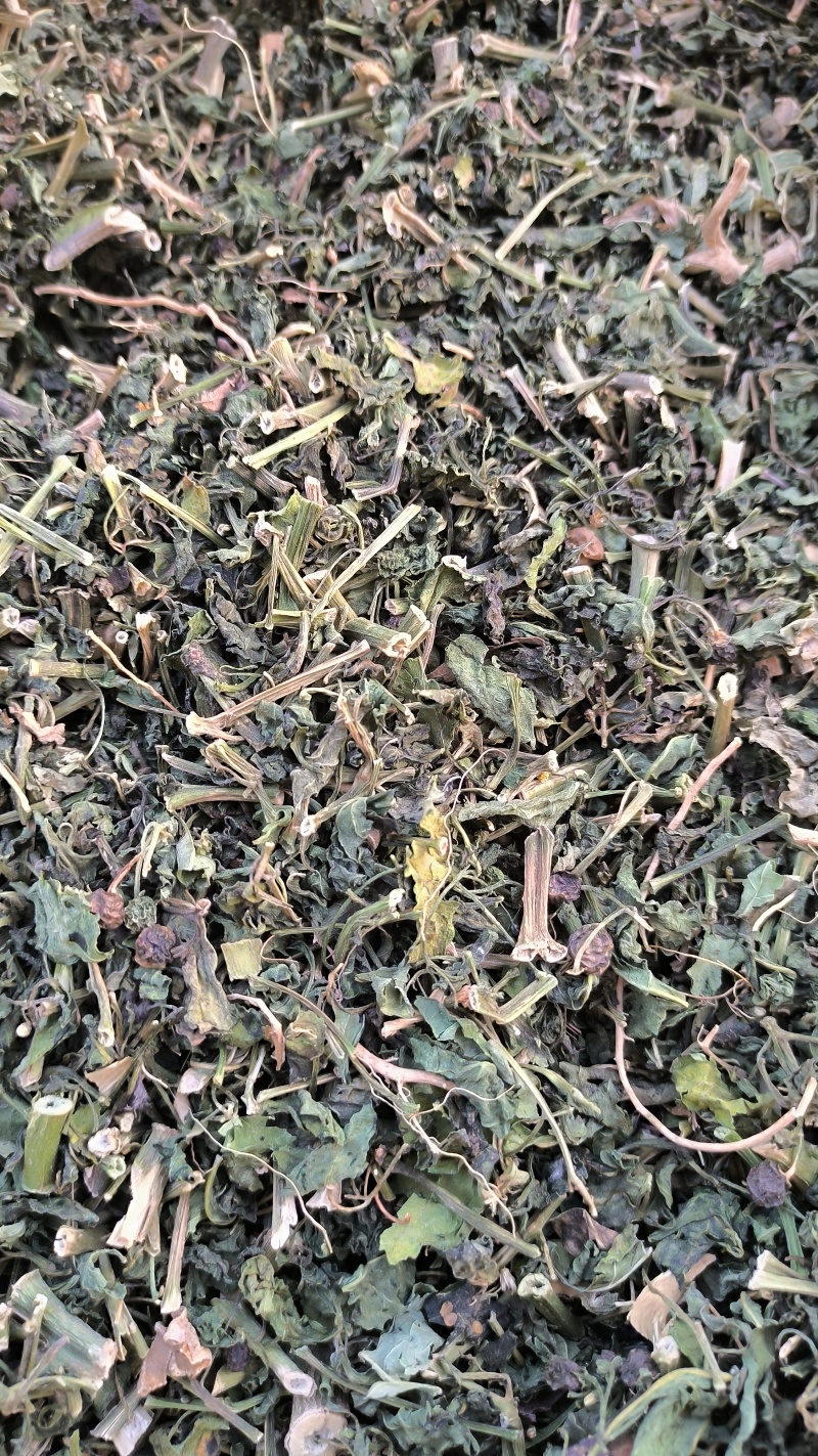龙葵中药材批发龙葵质量保证量大从优