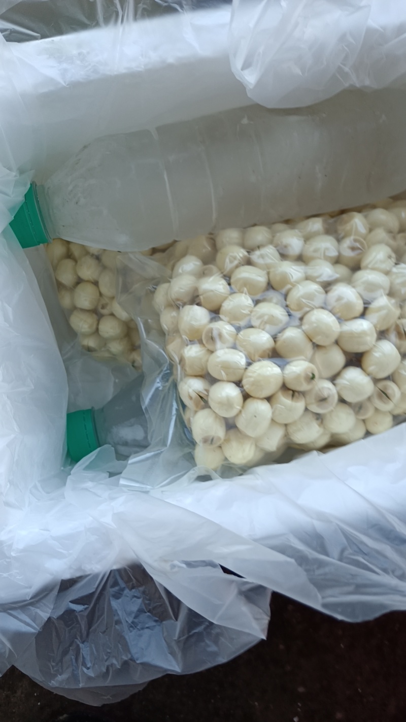 新鲜红莲子江西本地新鲜红莲子，大量上市产地直供，欢迎来电