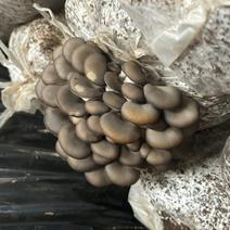 北京通州平菇基地头茬蘑菇