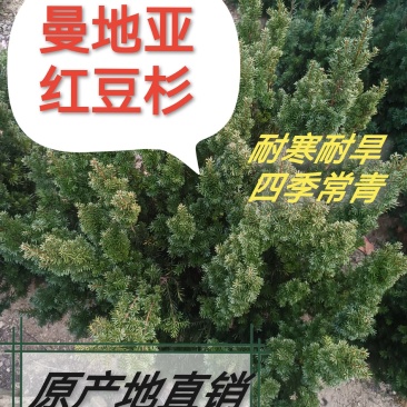 曼地亚红豆杉别墅庭院盆栽盆景室内室外绿植耐寒耐旱四季常青