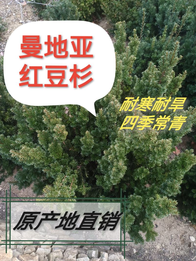 曼地亚红豆杉别墅庭院盆栽盆景室内室外绿植耐寒耐旱四季常青