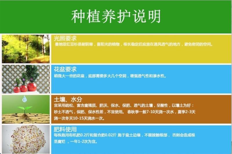 曼地亚红豆杉别墅庭院盆栽盆景室内室外绿植耐寒耐旱四季常青