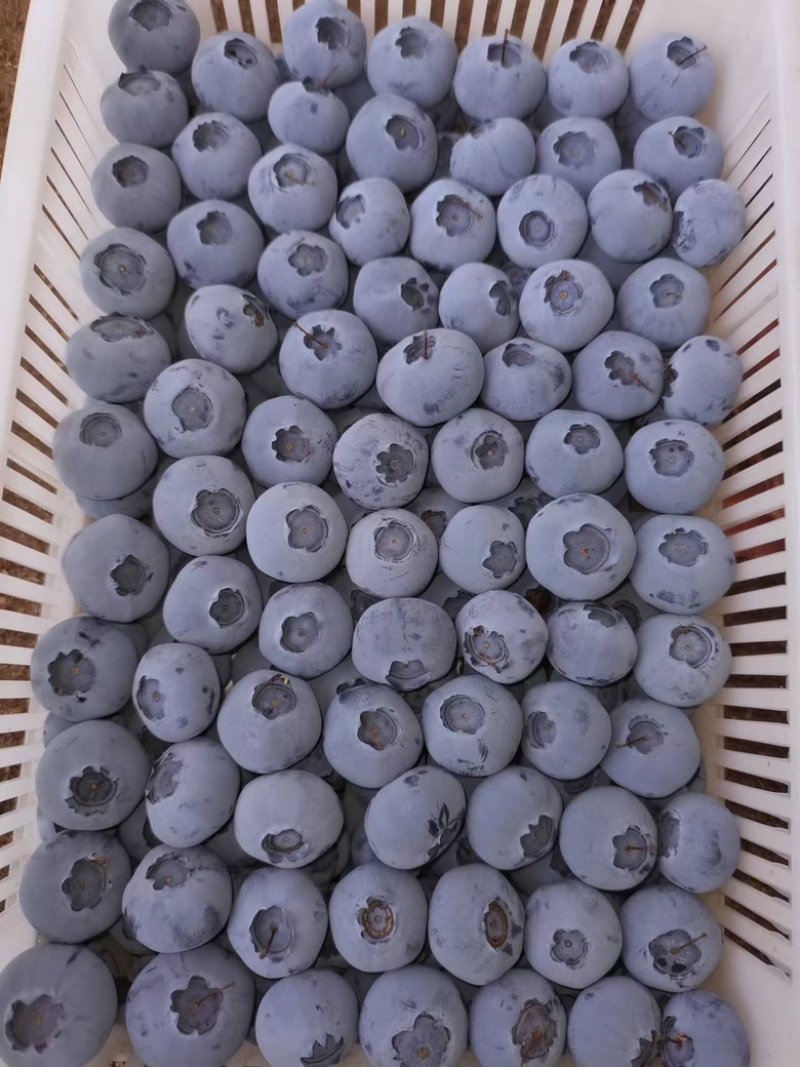 优质蓝莓