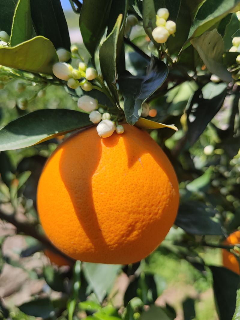 湖北秭归伦晚脐橙，黄心橙，红心橙，欢迎你到果园看货吃橙子