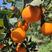 湖北秭归伦晚脐橙，黄心橙，红心橙，欢迎你到果园看货吃橙子