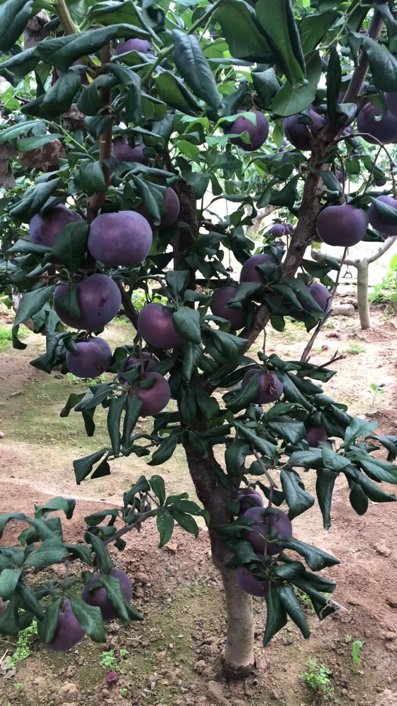 【推荐】精品黑布林李子辽宁产区供应全国市场量大从优