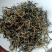 英德红茶