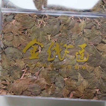 林下仿野生金线莲