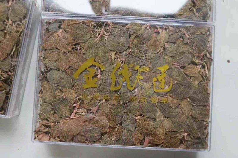 林下仿野生金线莲