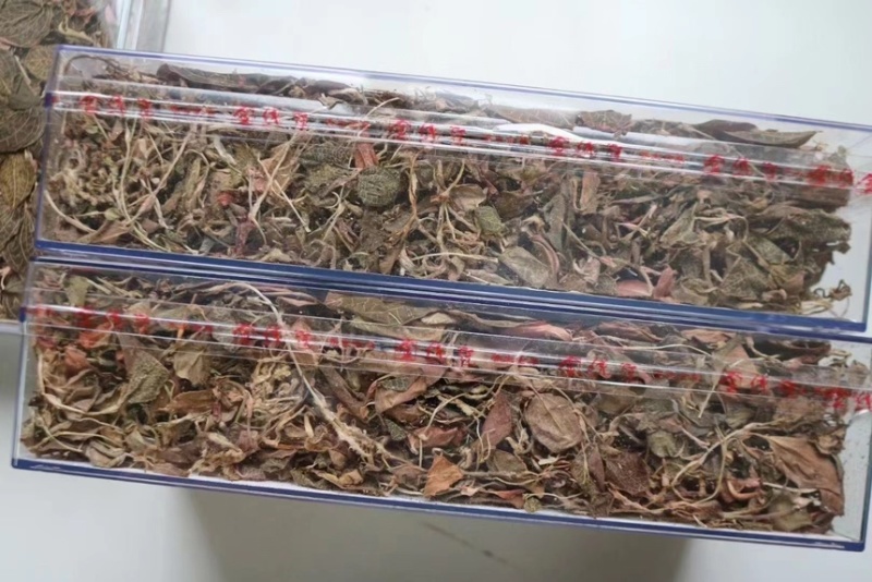 林下仿野生金线莲