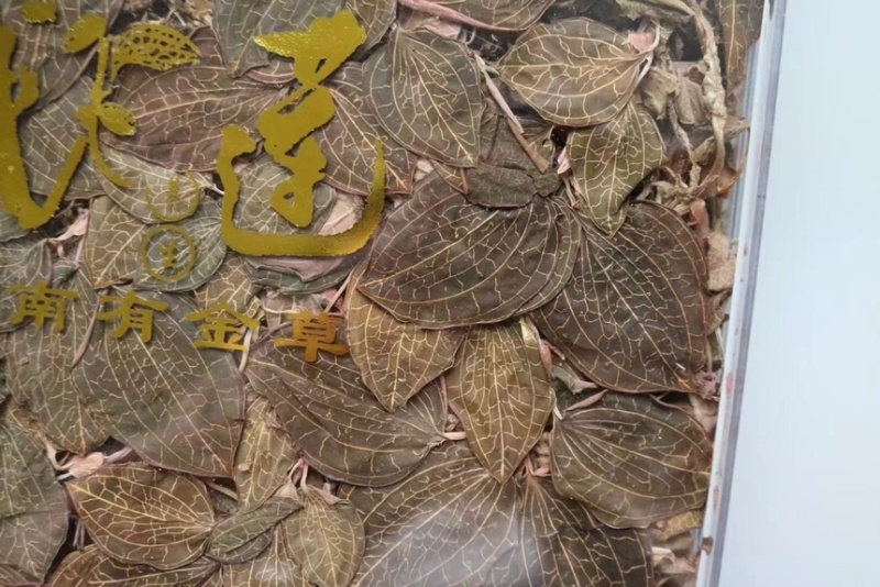 林下仿野生金线莲