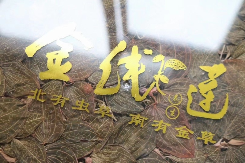 林下仿野生金线莲