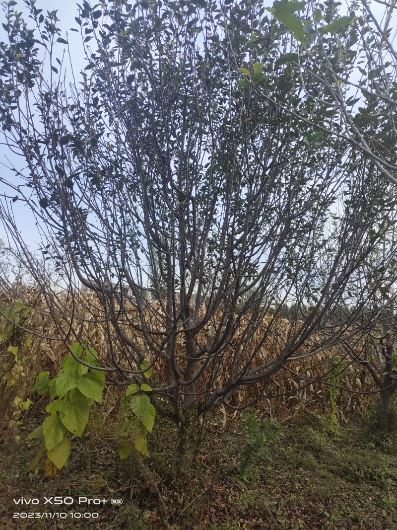 八棱海棠，小苹果大量供应10～20公分，各种规格海棠