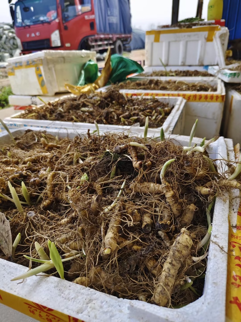 黄精苗3年露天块茎练化苗饼状生长产量高含量高