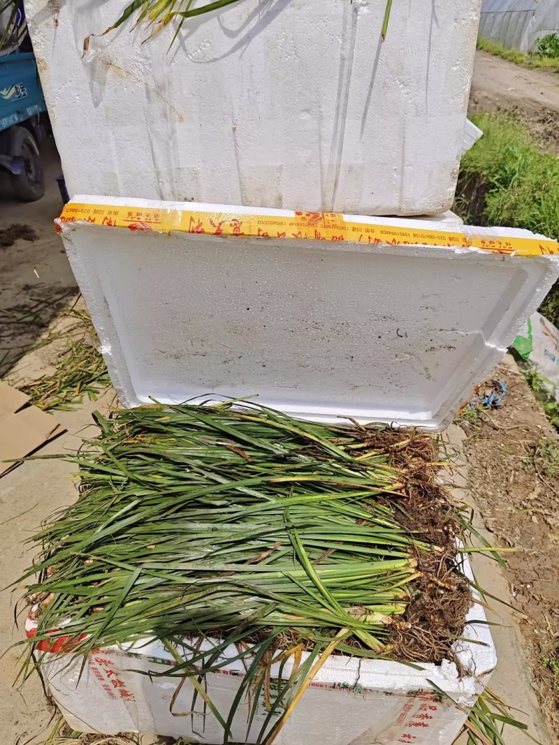 石菖蒲苗大叶红心石菖蒲（大别山品种）。含量高