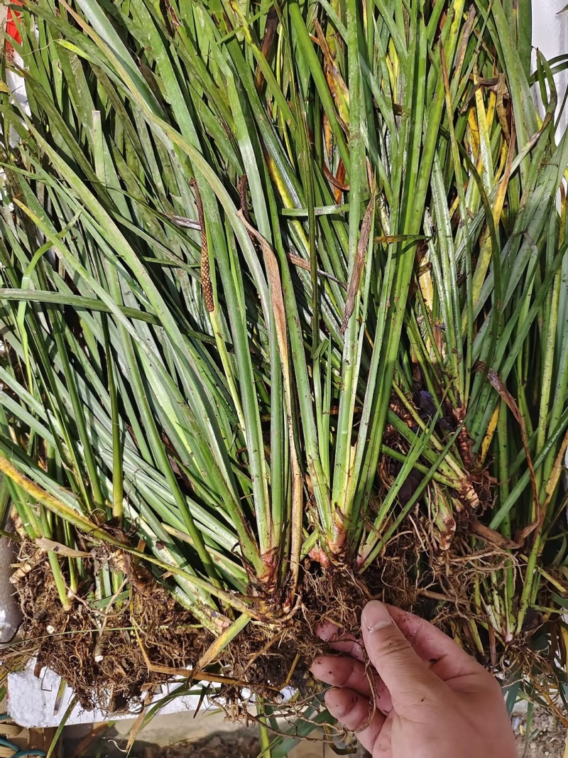 石菖蒲苗大叶红心石菖蒲（大别山品种）。含量高