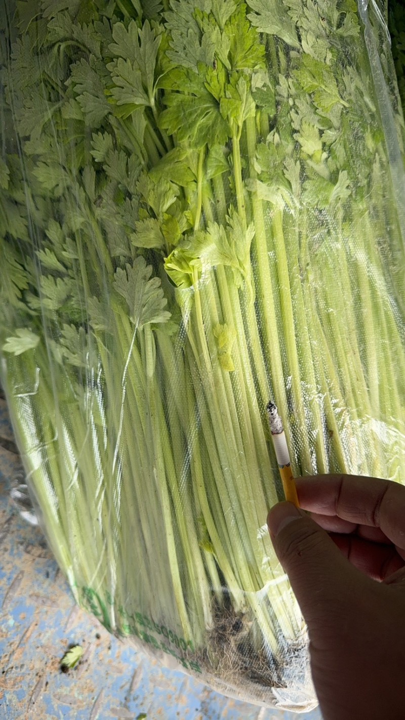 精品芹菜大量有货，质优价廉，有实力货源足，欢迎选购