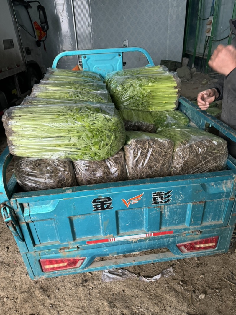 精品芹菜大量有货，质优价廉，有实力货源足，欢迎选购