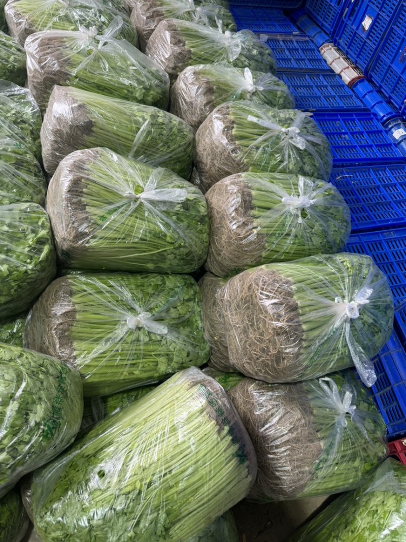 精品芹菜大量有货，质优价廉，有实力货源足，欢迎选购