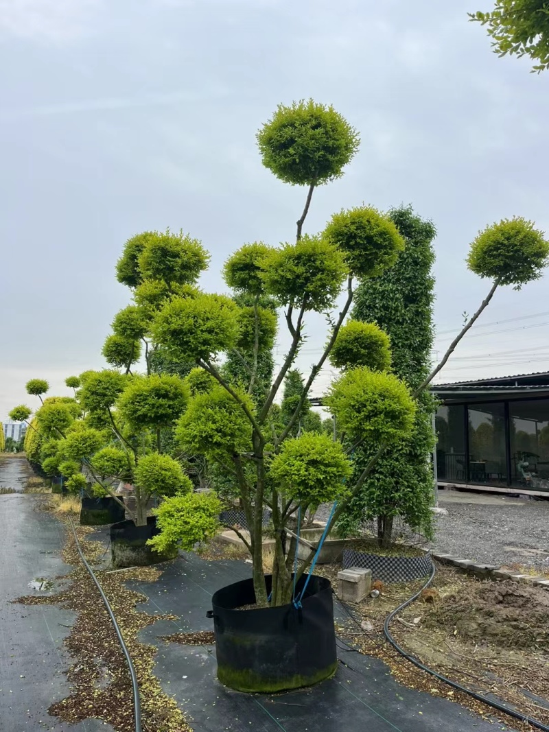 花境造金冠女贞多头，价格优惠，欢迎来一亩田订购