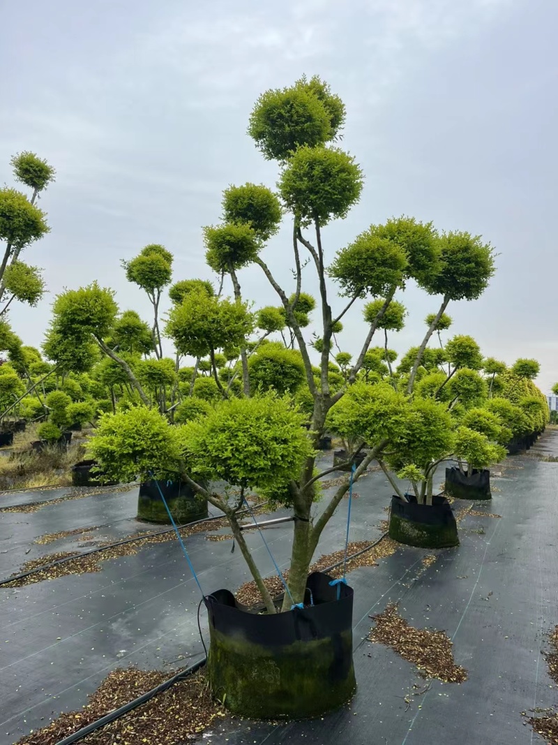 花境造金冠女贞多头，价格优惠，欢迎来一亩田订购