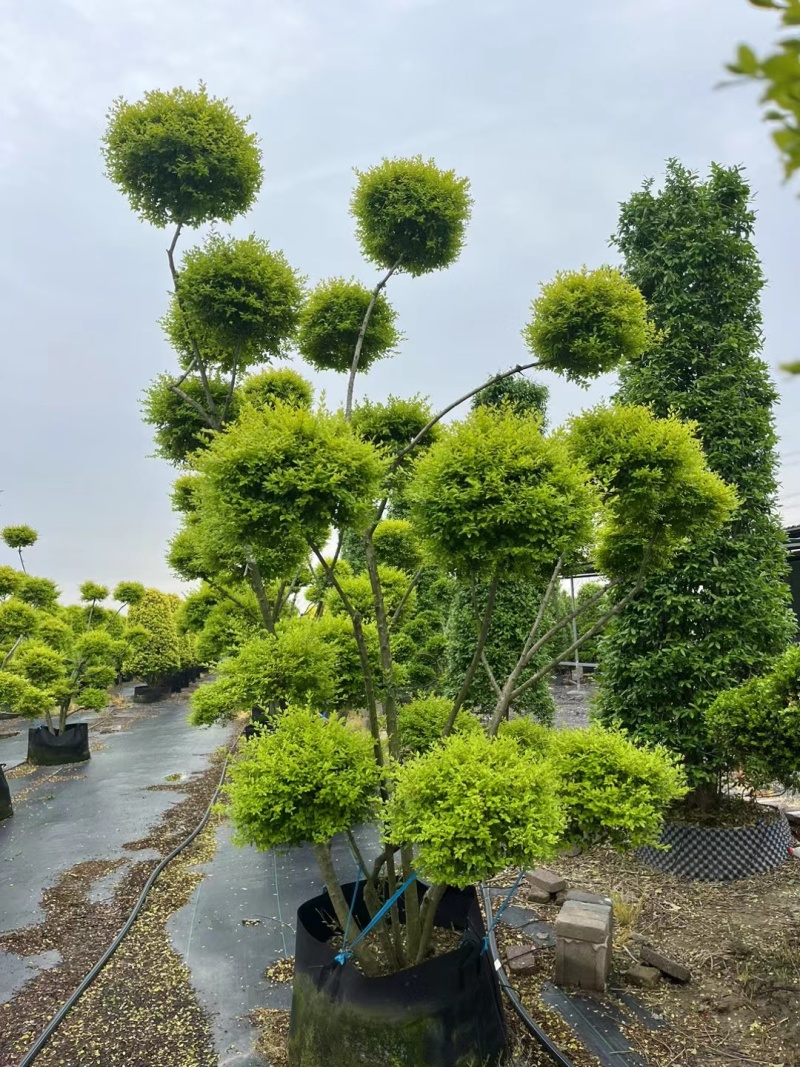 花境造金冠女贞多头，价格优惠，欢迎来一亩田订购