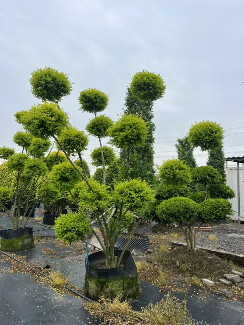 花境造金冠女贞多头，价格优惠，欢迎来一亩田订购
