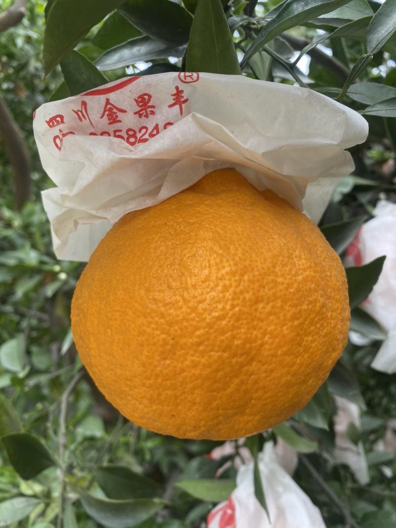丑橘（不知火）-个头大，颜色鲜艳，柔嫩汁多！