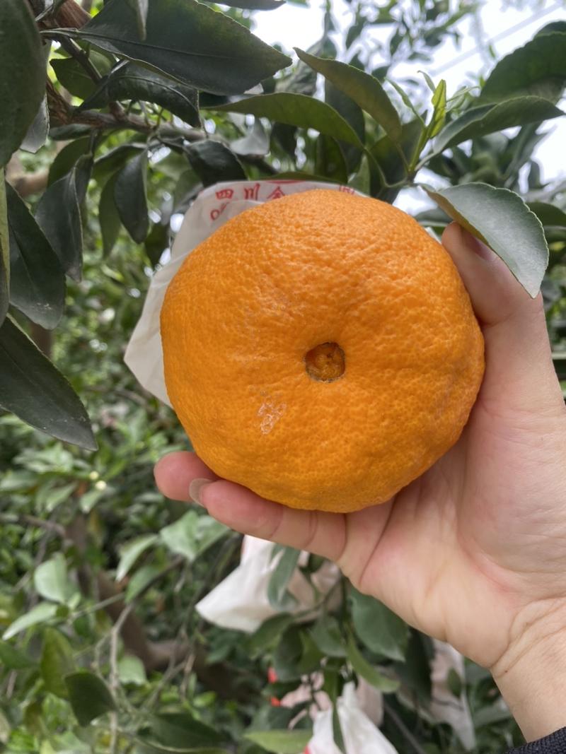 丑橘（不知火）-个头大，颜色鲜艳，柔嫩汁多！