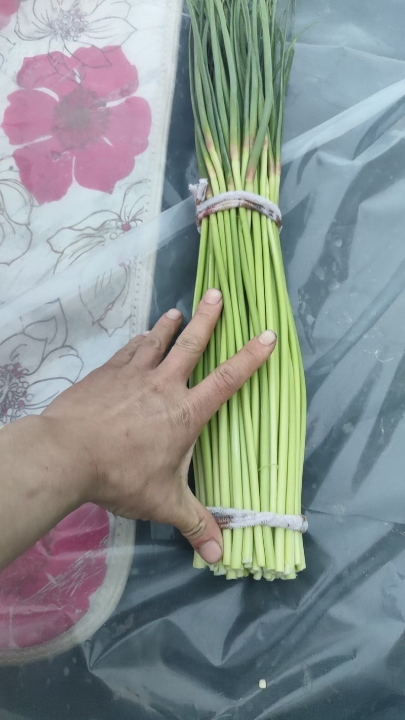杞县路路发大蒜收购处(