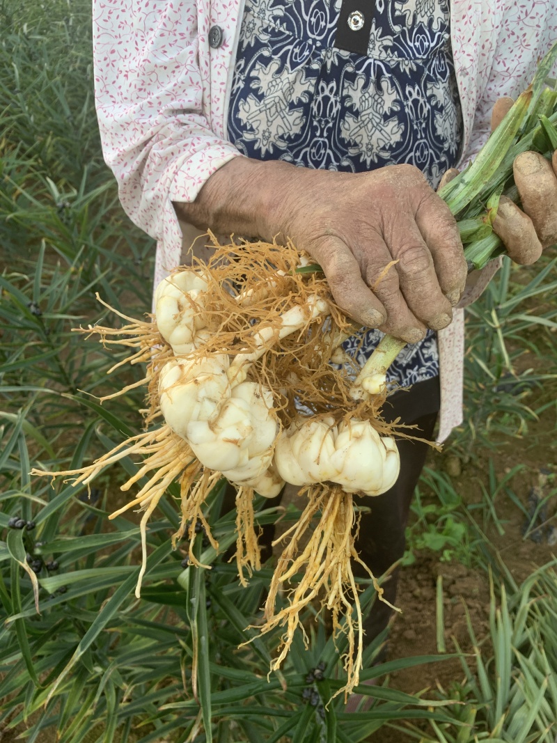 食用百合种苗种球苗卷丹百合品种可食用可赏花