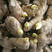 大黄姜种子姜种山东姜种亩产过万抗病能力强生长快