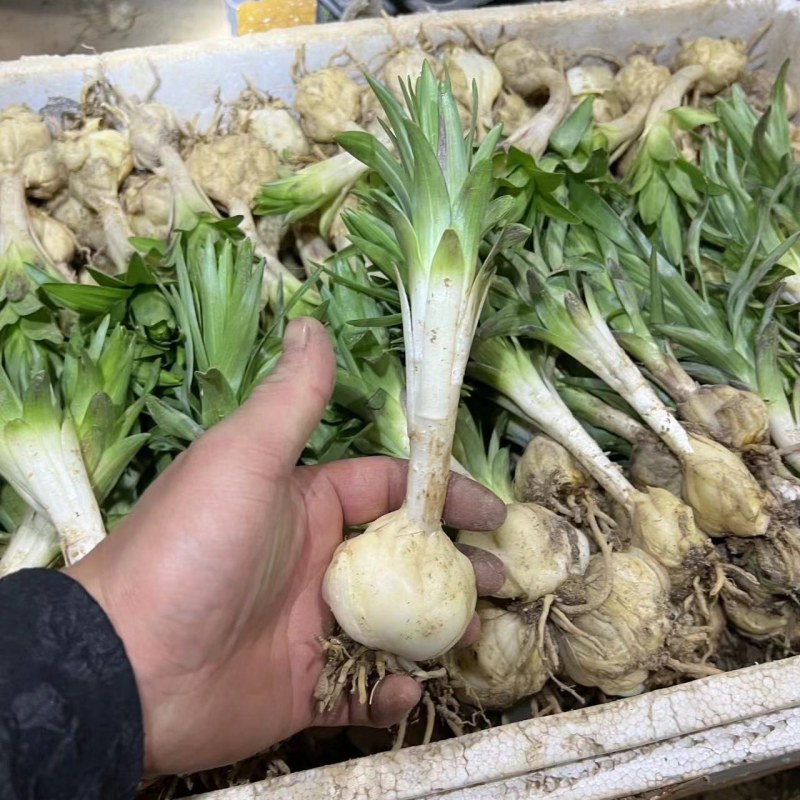 食用百合种球种食用百合新鲜阳台种植可盆栽宜兴百合种球卷丹