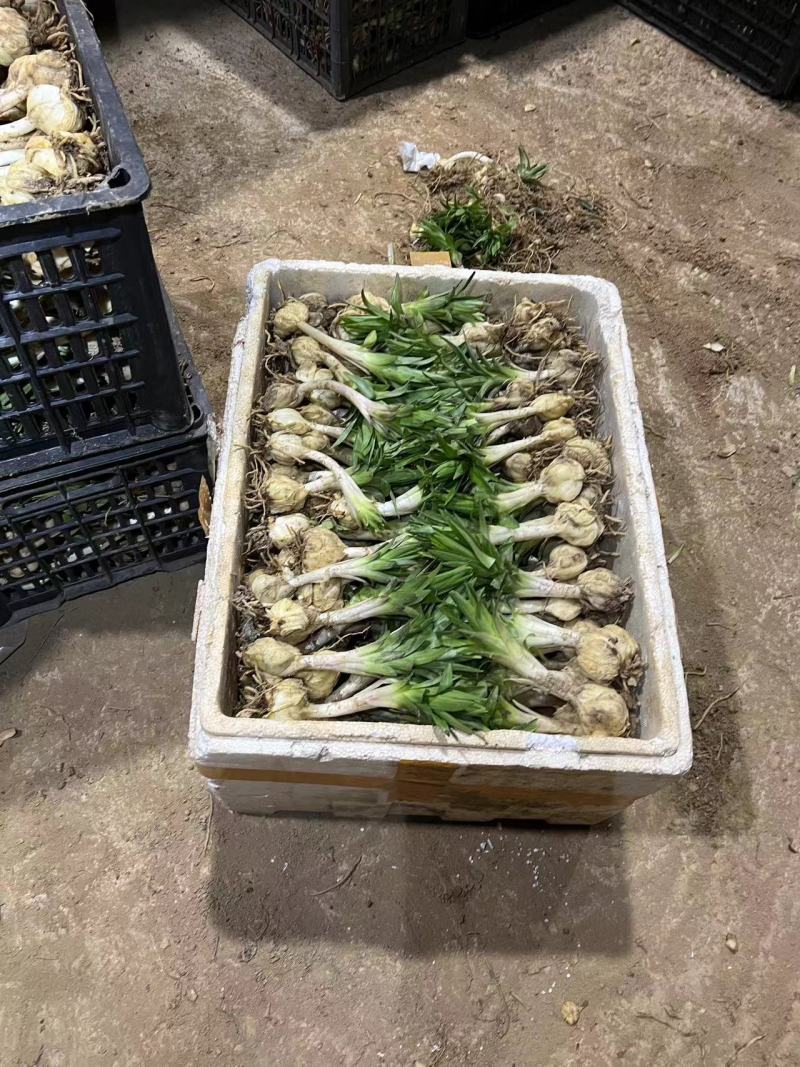 食用百合种球种食用百合新鲜阳台种植可盆栽宜兴百合种球卷丹