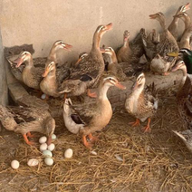 金定鸭产蛋鸭出壳苗，年产蛋高，适应能力强，可提供技术服务