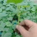 南湖瓜菜苗