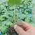 南湖瓜菜苗