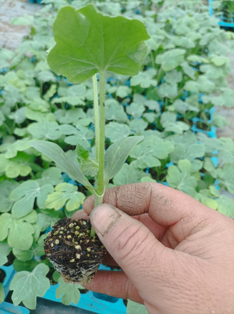 南湖瓜菜苗