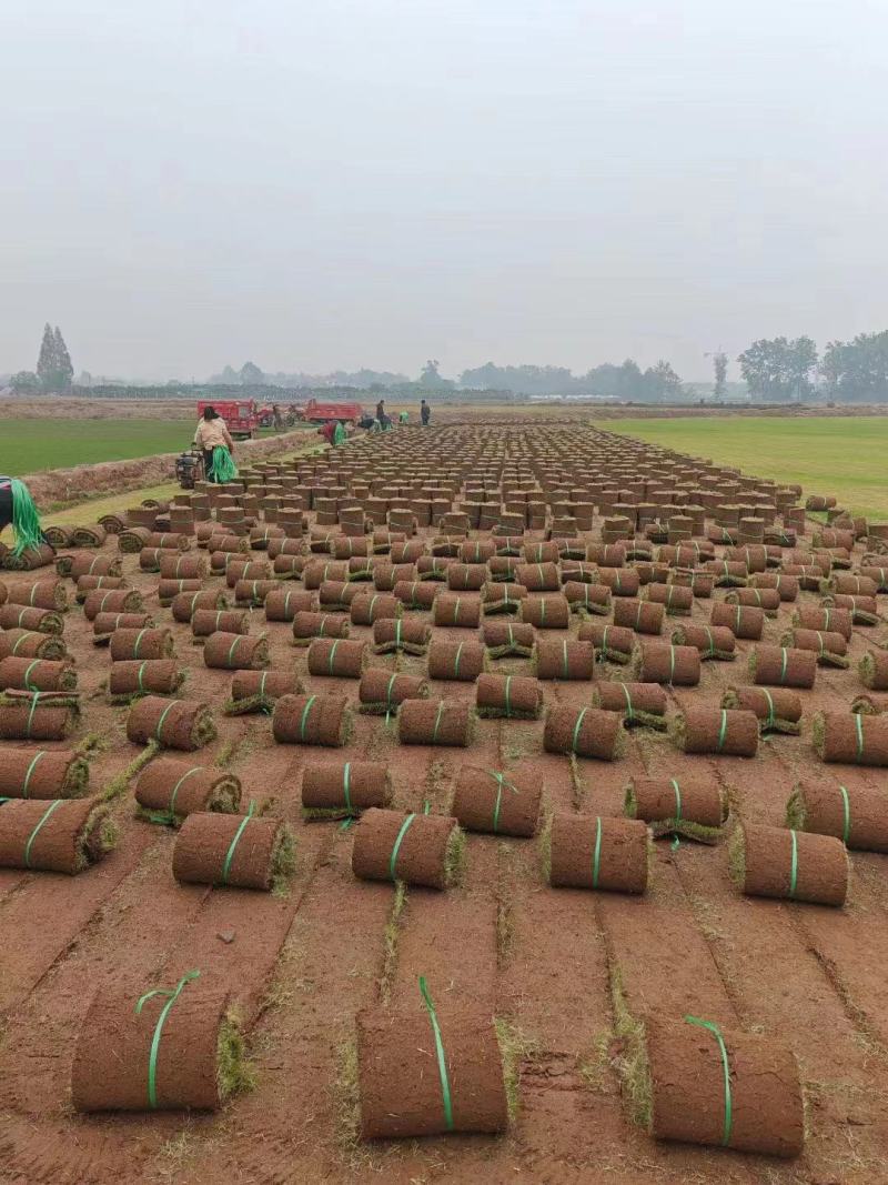 常绿四季青草皮，河道护坡草坪庭院别墅绿化耐寒耐践踏