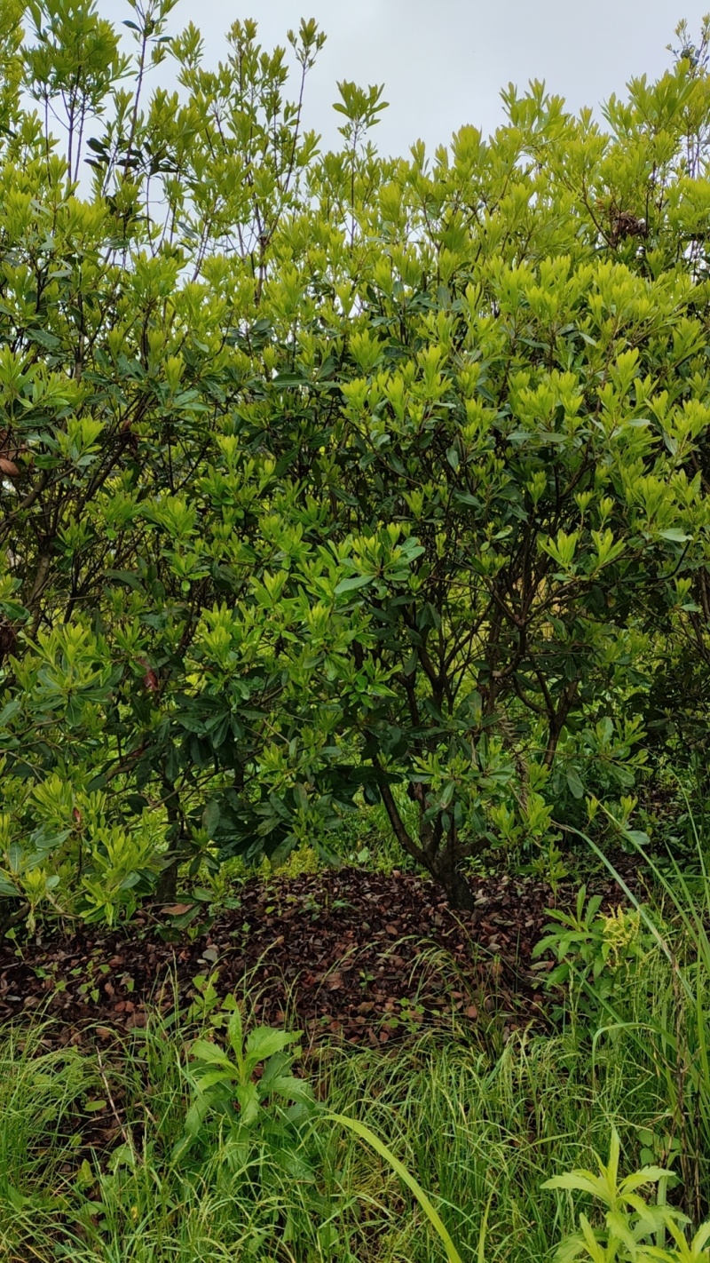 5公分杨梅嫁接苗