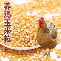 河北省张家口干玉米粒，长期稳定供货！正在热卖！欢迎来电！