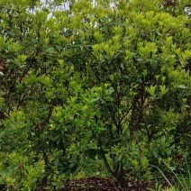 5公分杨梅嫁接苗