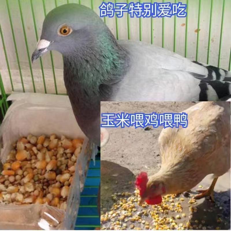 河北省张家口干玉米粒，长期稳定供货！正在热卖！欢迎来电！