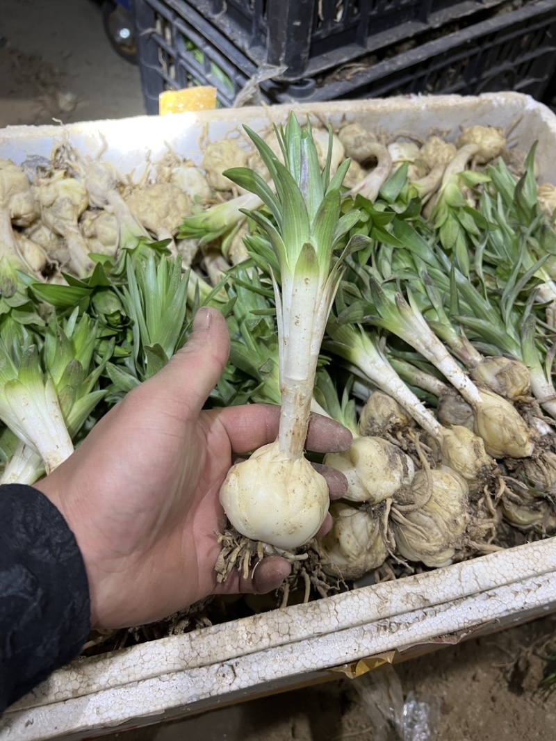 卷单百合种球苗食用百合药食两用百合种苗龙山卷丹百合
